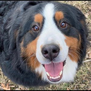 Meet your Posher, Bill